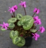 Picture of Cyclamen coum Ivy Leaf