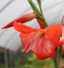 Picture of Gladiolus saundersii