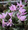 Picture of Erythronium dens-canis 'Purple King'