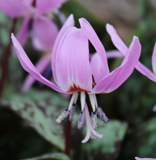 Picture of Erythronium dens-canis 'Purple King' BR