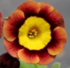 Picture of Primula auricula 'Gollum'
