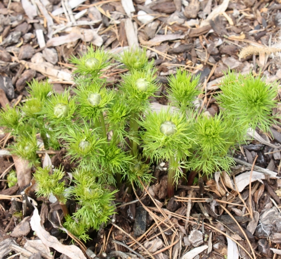 Edelweiss Perennials. Adonis vernalis