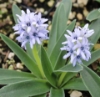 Picture of Hyacinthoides lingulata