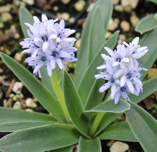 Picture of Hyacinthoides lingulata
