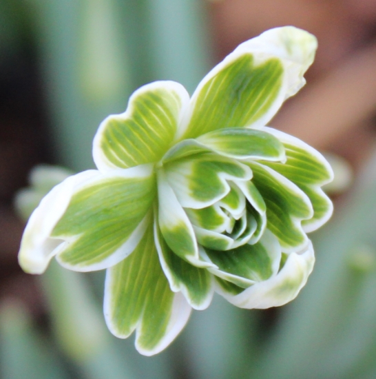 Picture of Galanthus nivalis f. pleniflorus ‘Blewbury Tart’ BR