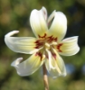Picture of Erythronium californicum-Hybrids BR