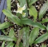 Picture of Erythronium californicum-Hybrids BR