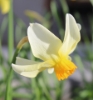 Picture of Narcissus 'Beryl' BR