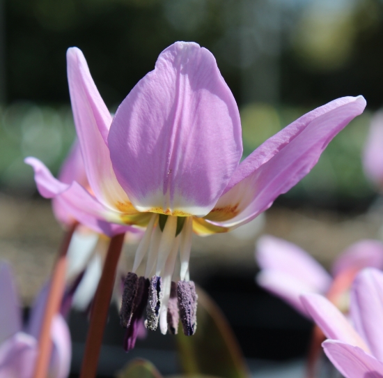 Picture of Erythronium dens-canis 'Lilac Wonder' BR