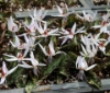 Picture of Erythronium dens-canis 'Snowflake'