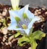 Picture of Gentiana acaulis Hybrid 'Lichtblau'