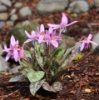 Picture of Erythronium dens-canis 'Purple King'