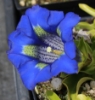 Picture of Gentiana angustifolia-Hybrid 'Scotty' lg. pots