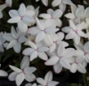 Picture of Rhodohypoxis baurii 'Tetra White' 2.5" pots