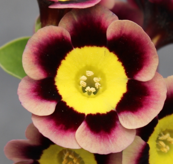 Picture of Primula auricula 'T. A. Hadfield'