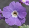 Picture of Primula marginata 'Linda Pope'