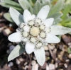Picture of Leontopodium 'Silver Star'