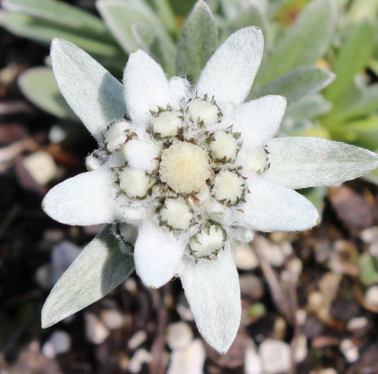 Picture of Leontopodium 'Silver Star'