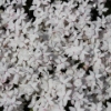 Picture of Rhodohypoxis baurii 'Tetra White'