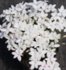 Picture of Rhodohypoxis baurii 'Tetra White'