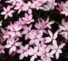 Picture of Rhodohypoxis Collection 6 x 2.5" pots