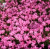 Picture of Rhodohypoxis Collection 6 x 2.5" pots