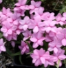 Picture of Rhodohypoxis Collection 6 x 3.5" pots 