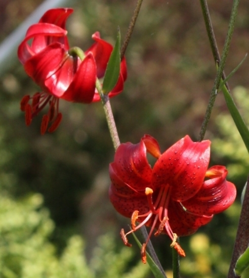Picture of Lilium davidii 'Berry Red'