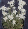 Picture of Leontopodium alpinum 'Watzmann'