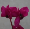 Picture of Cyclamen coum magenta (green leaf)
