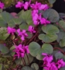 Picture of Cyclamen coum magenta (green leaf)