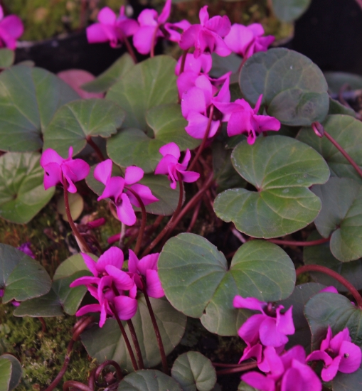 Picture of Cyclamen coum Magenta (green leaf)