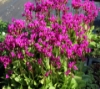 Picture of Dodecatheon pulchellum 'Red Wings'