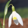 Picture of Galanthus nivalis 'Blonde Inge'