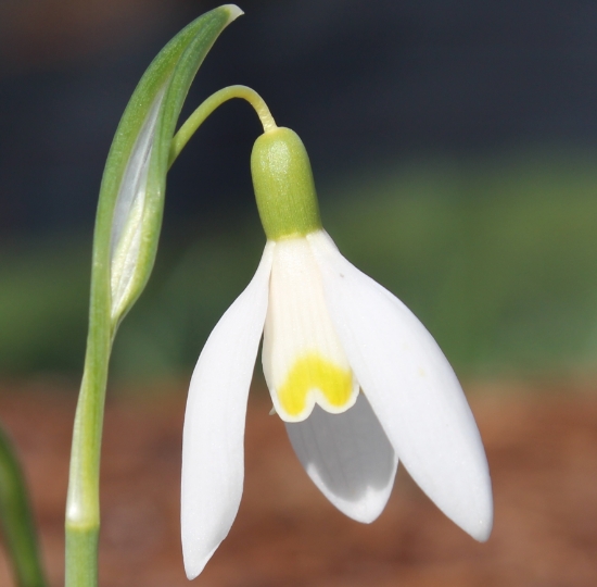 Picture of Galanthus nivalis 'Blonde Inge'