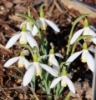 Picture of Galanthus nivalis 'Blonde Inge'