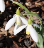 Picture of Galanthus nivalis 'Blonde Inge'