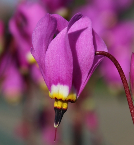 Picture of Dodecatheon 'Tanya's Star'