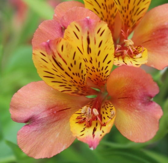 Picture of Alstroemeria 'Majestic Henri'