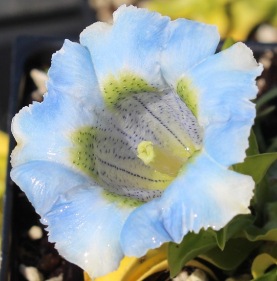 Picture of Gentiana angustifolia-Hybrid EP Pale Blue