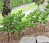 Picture of Polygonatum odoratum 'Akajiku'