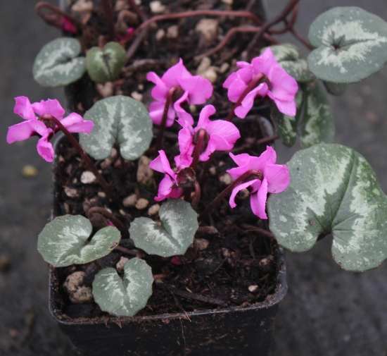 Picture of Cyclamen alpinum