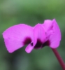 Picture of Cyclamen alpinum