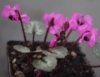 Picture of Cyclamen alpinum