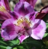 Picture of Alstroemeria 'Inca Mystic'