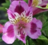 Picture of Alstroemeria 'Inca Mystic'