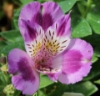 Picture of Alstroemeria 'Inca Mystic'