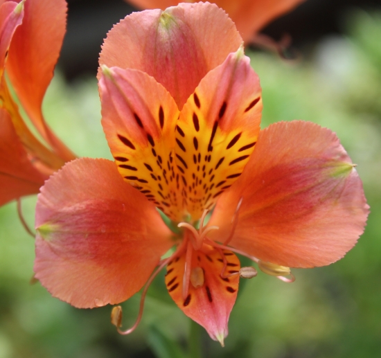 Picture of Alstroemeria 'Coral Chaos'