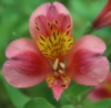 Picture of Alstroemeria 'Coral Chaos'