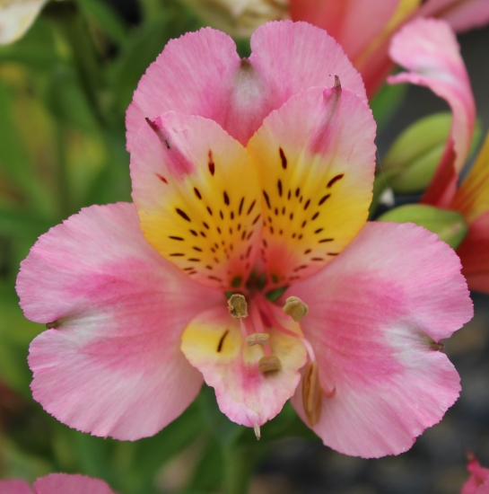 Picture of Alstroemeria 'Pink Lady'